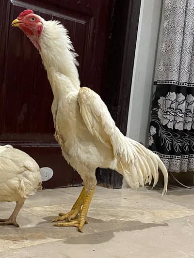 Shamo breeder Pair A1 quality