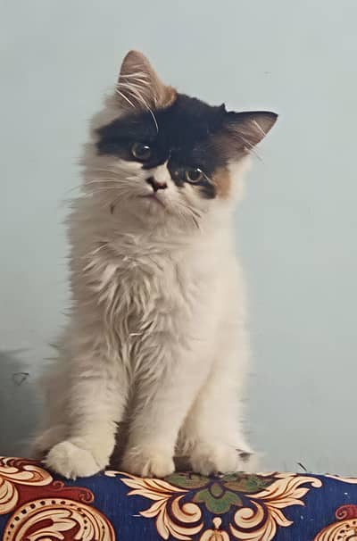 kitten