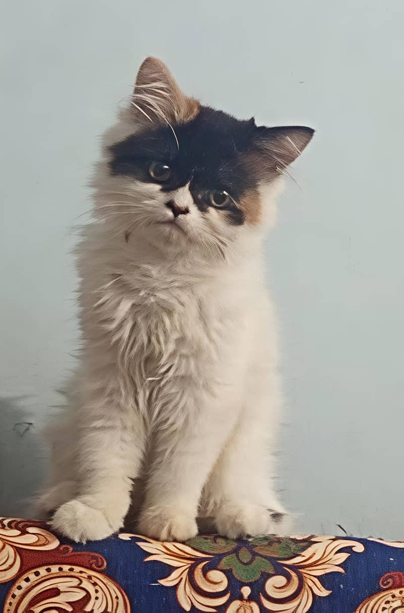 kitten 0