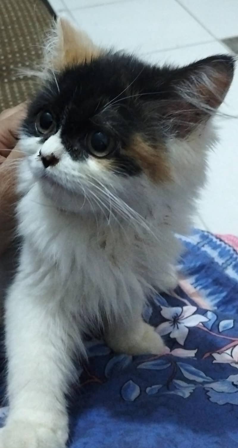kitten 1