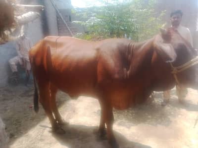 wady pour sahwal deasy dondy ha  03284321826