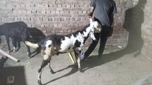 Qurbani 2026 bakra for sale doonda kasie bakra