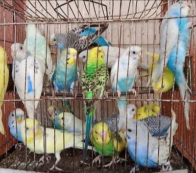 average size Australian budgies