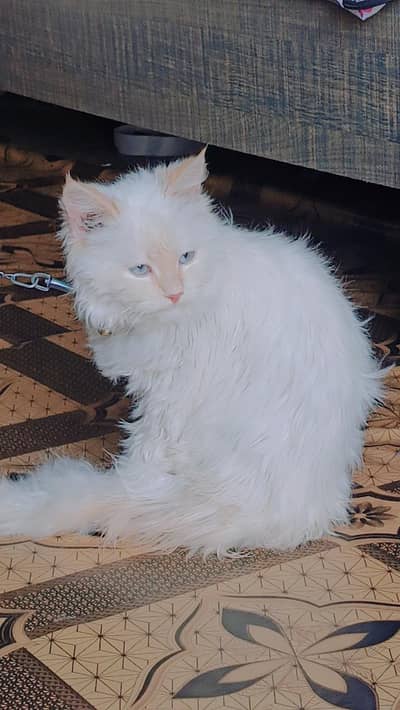 Persian male cat friendly nature