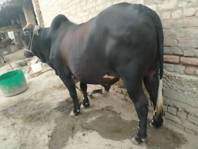 Urgent Sell Buffalo