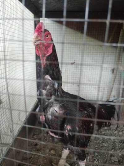 aseel murga for sale