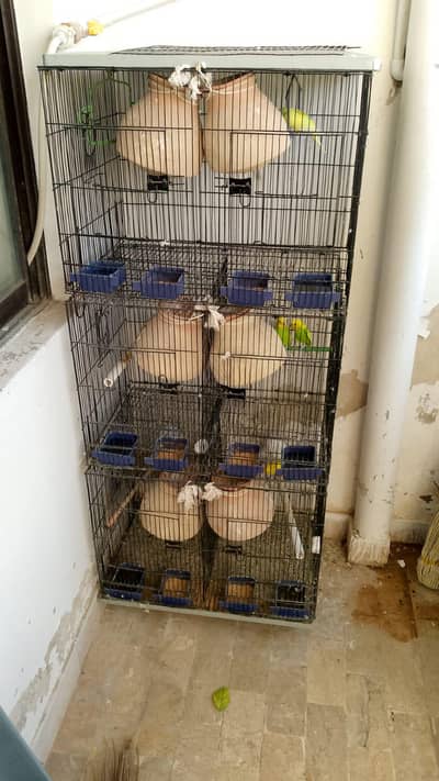 Australian parrot