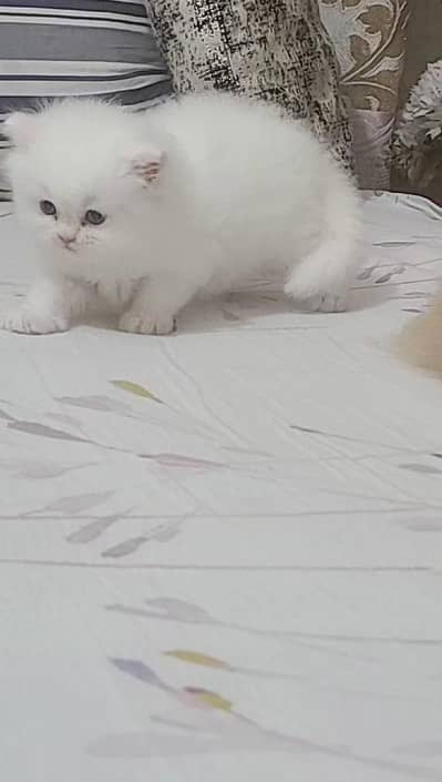 Persian Kitten /Punch face persian kitten