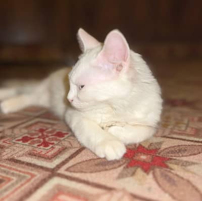 Persian Cat For sale