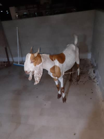 Bakra for sale qurbani 2k26