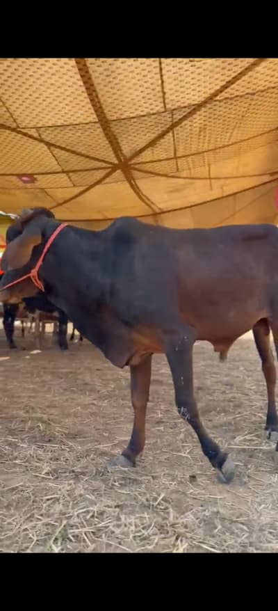 ہمارے پاس کھیرے , دوندے بیل اچھے اور مناسب ریٹ پر دستیاب ہیں