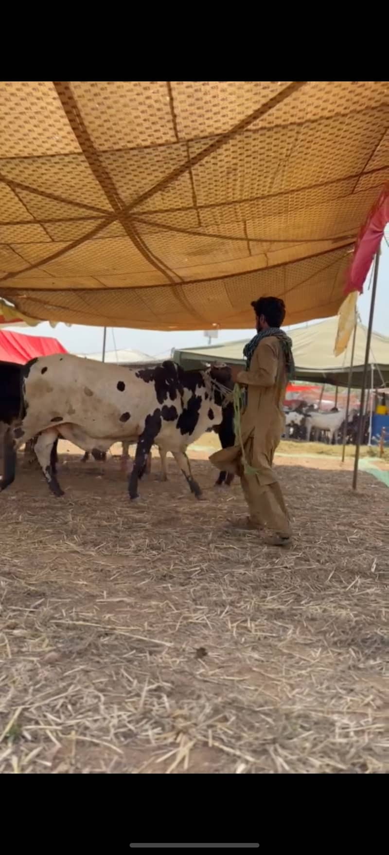 ہمارے پاس کھیرے , دوندے بیل اچھے اور مناسب ریٹ پر دستیاب ہیں 2