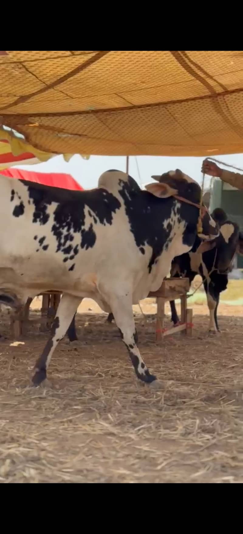 ہمارے پاس کھیرے , دوندے بیل اچھے اور مناسب ریٹ پر دستیاب ہیں 3