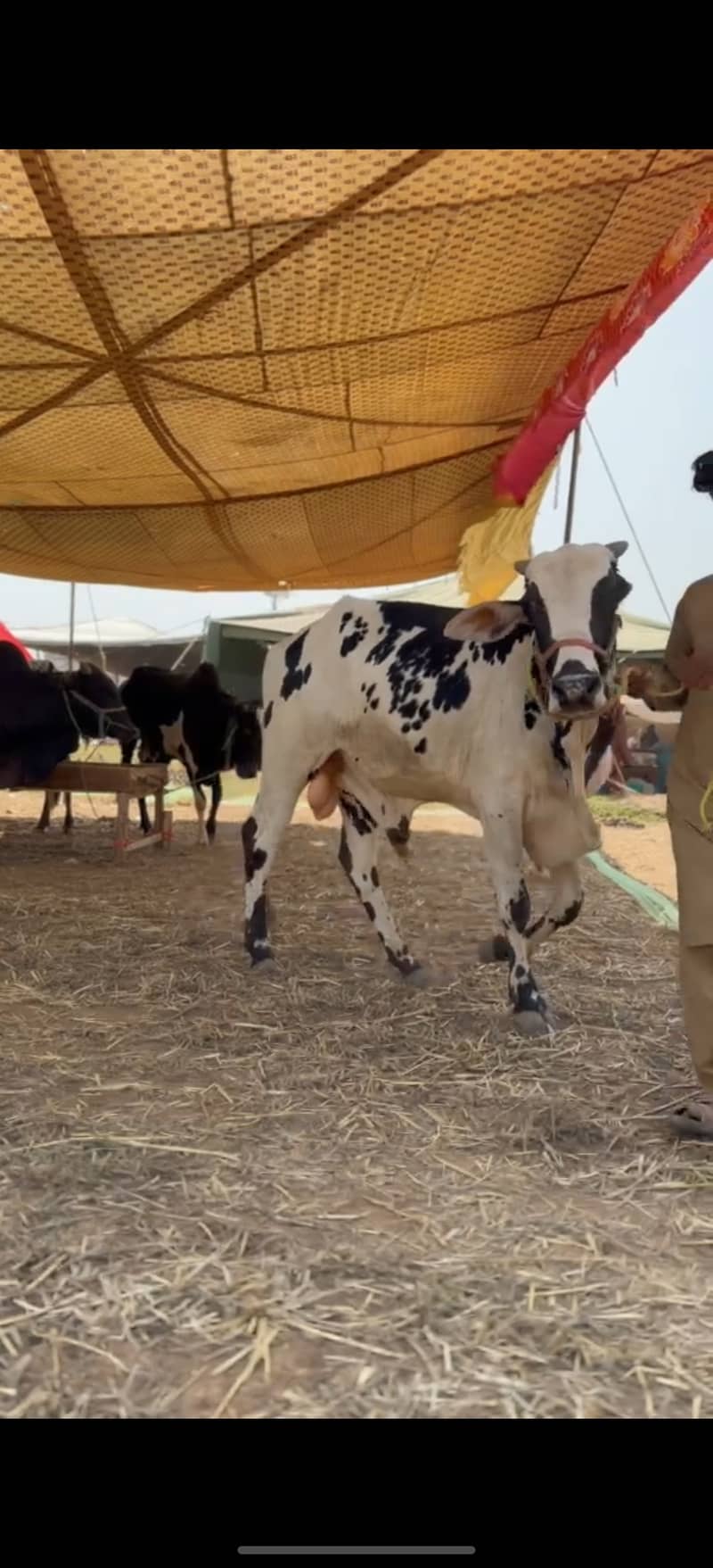 ہمارے پاس کھیرے , دوندے بیل اچھے اور مناسب ریٹ پر دستیاب ہیں 4