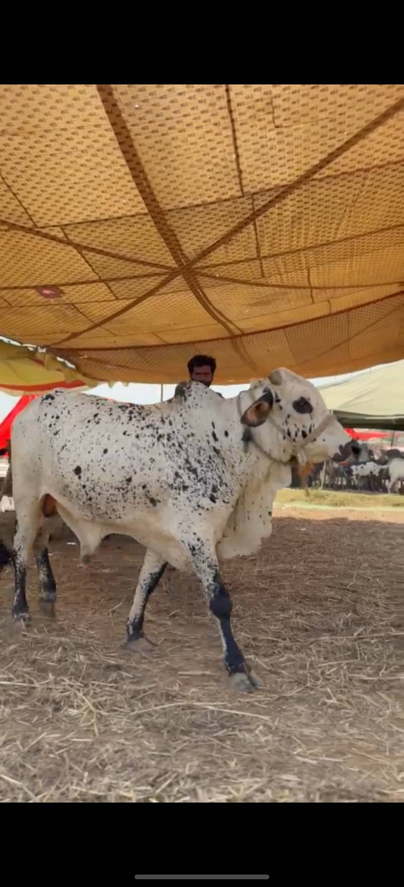 ہمارے پاس کھیرے , دوندے بیل اچھے اور مناسب ریٹ پر دستیاب ہیں 5