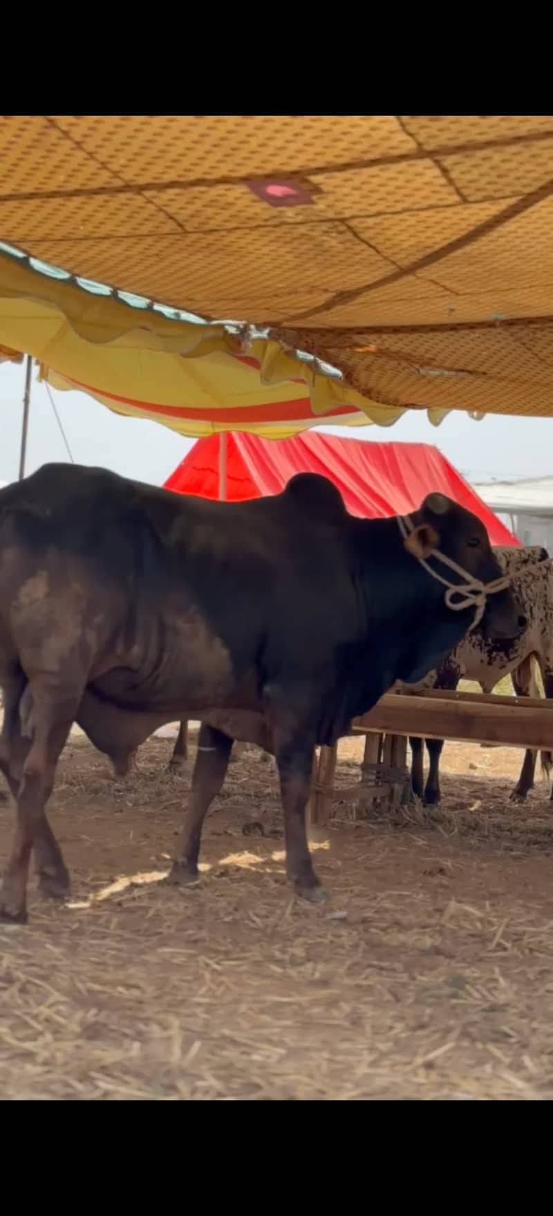 ہمارے پاس کھیرے , دوندے بیل اچھے اور مناسب ریٹ پر دستیاب ہیں 6