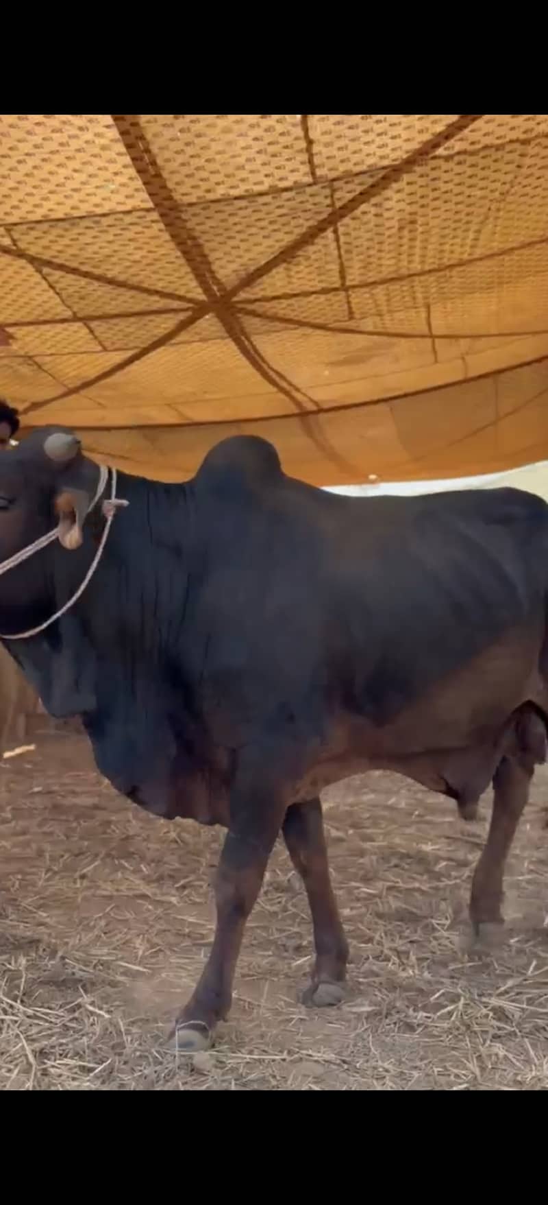 ہمارے پاس کھیرے , دوندے بیل اچھے اور مناسب ریٹ پر دستیاب ہیں 7