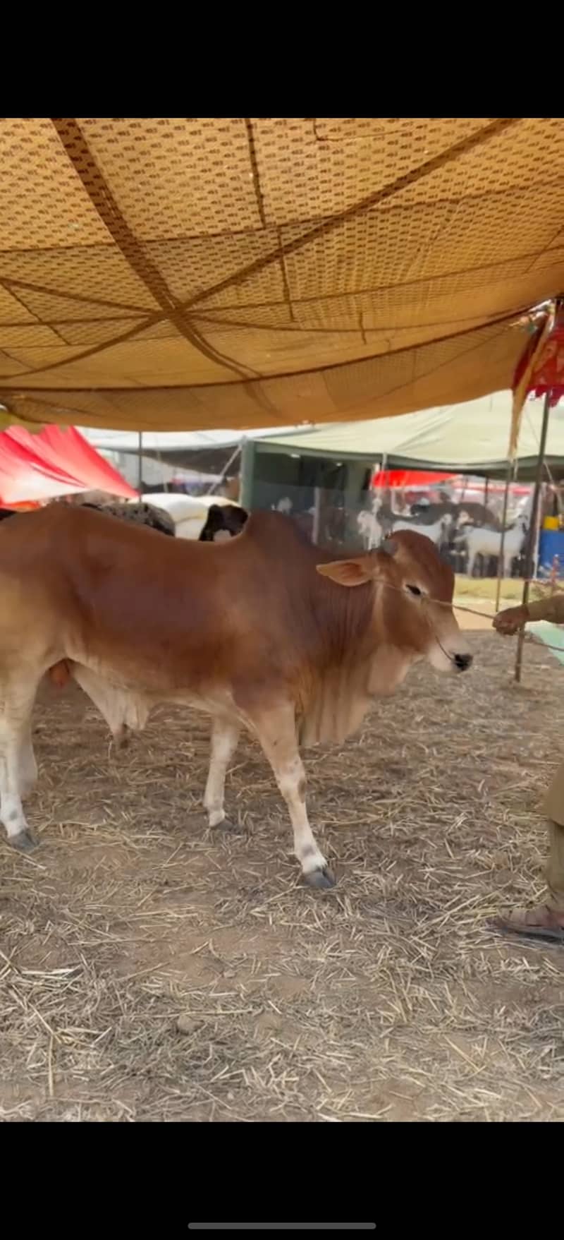 ہمارے پاس کھیرے , دوندے بیل اچھے اور مناسب ریٹ پر دستیاب ہیں 8