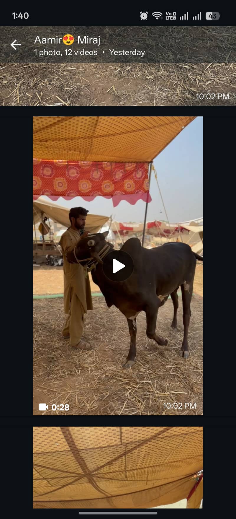 ہمارے پاس کھیرے , دوندے بیل اچھے اور مناسب ریٹ پر دستیاب ہیں 12