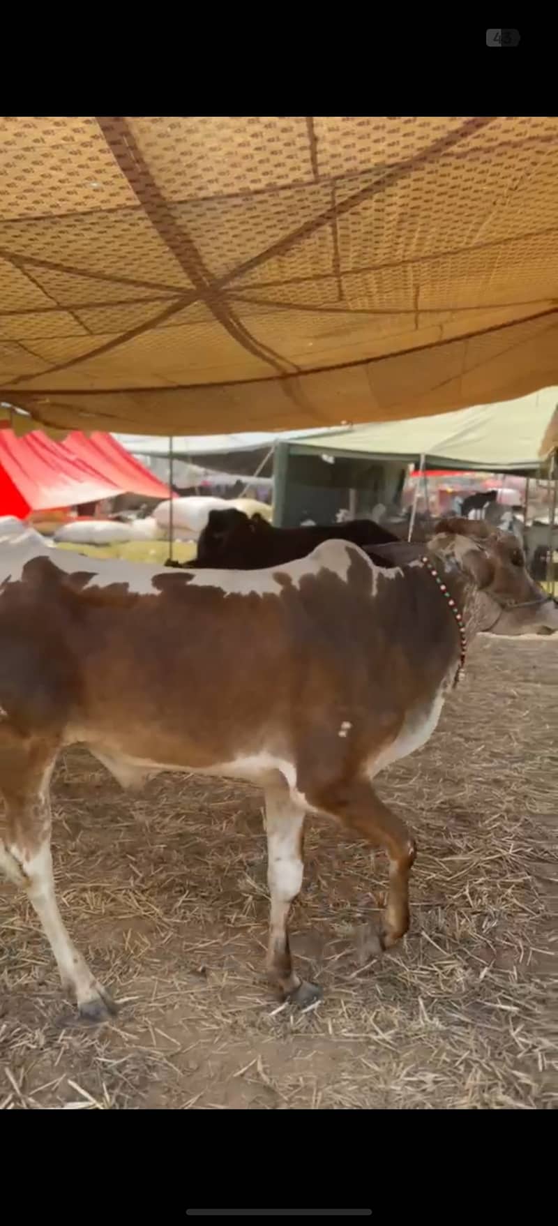ہمارے پاس کھیرے , دوندے بیل اچھے اور مناسب ریٹ پر دستیاب ہیں 13