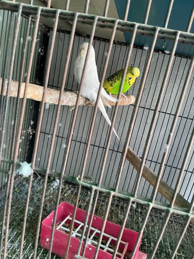 Exhibition Bredar pair