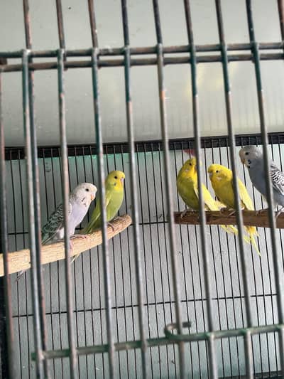 Exhibition adult pathy