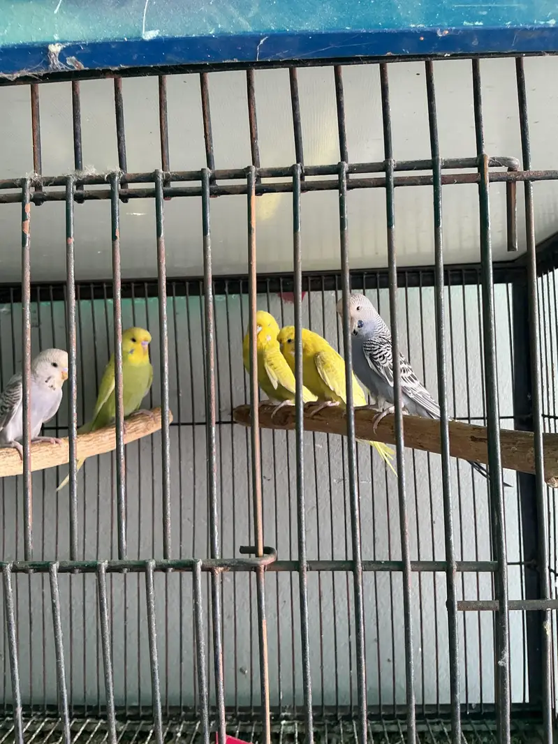 Exhibition Bredar pair — photo 3