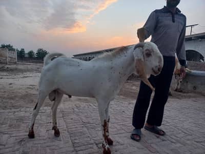 Qurbani bakra jori 03167040266