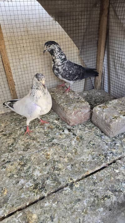breeder pigeon