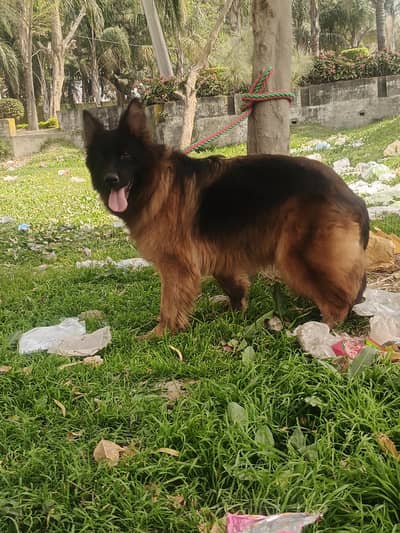 German Shepherd Long Cot Female