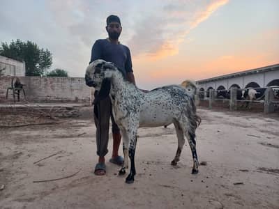 Qurbani bakra jori live weight 80kg each