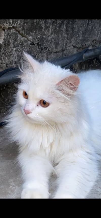Percian cat female