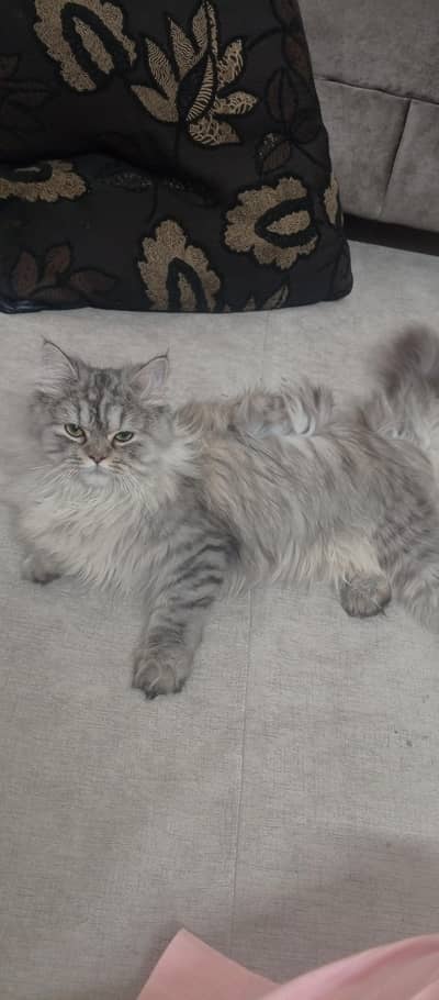 gray long coat