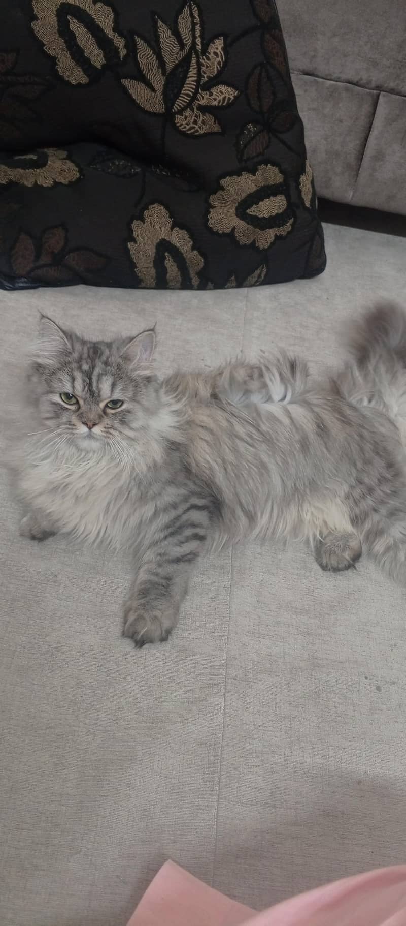 gray long coat 0
