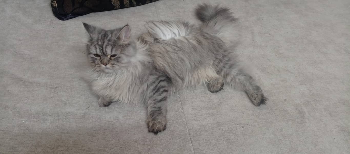 gray long coat 5