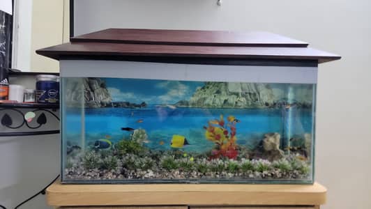 25 Molly Fish & Complete aquarium for sale