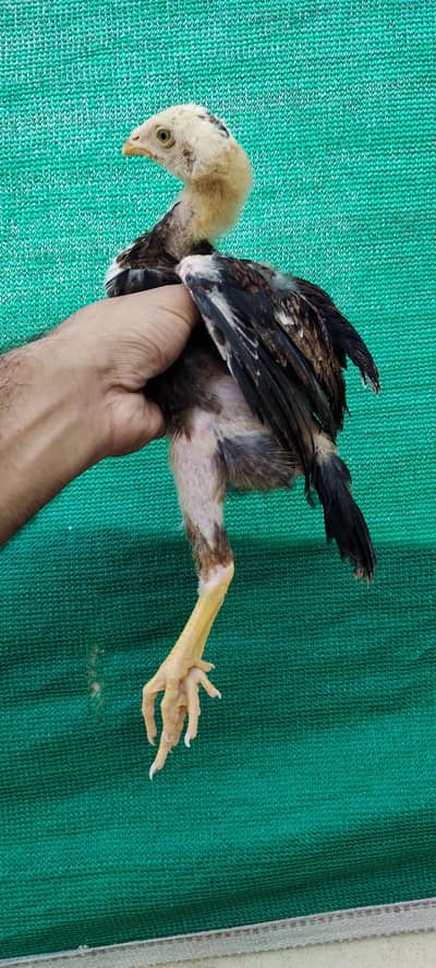 6 aseel chicks high quality chicks