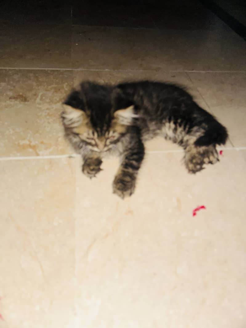 persian 0