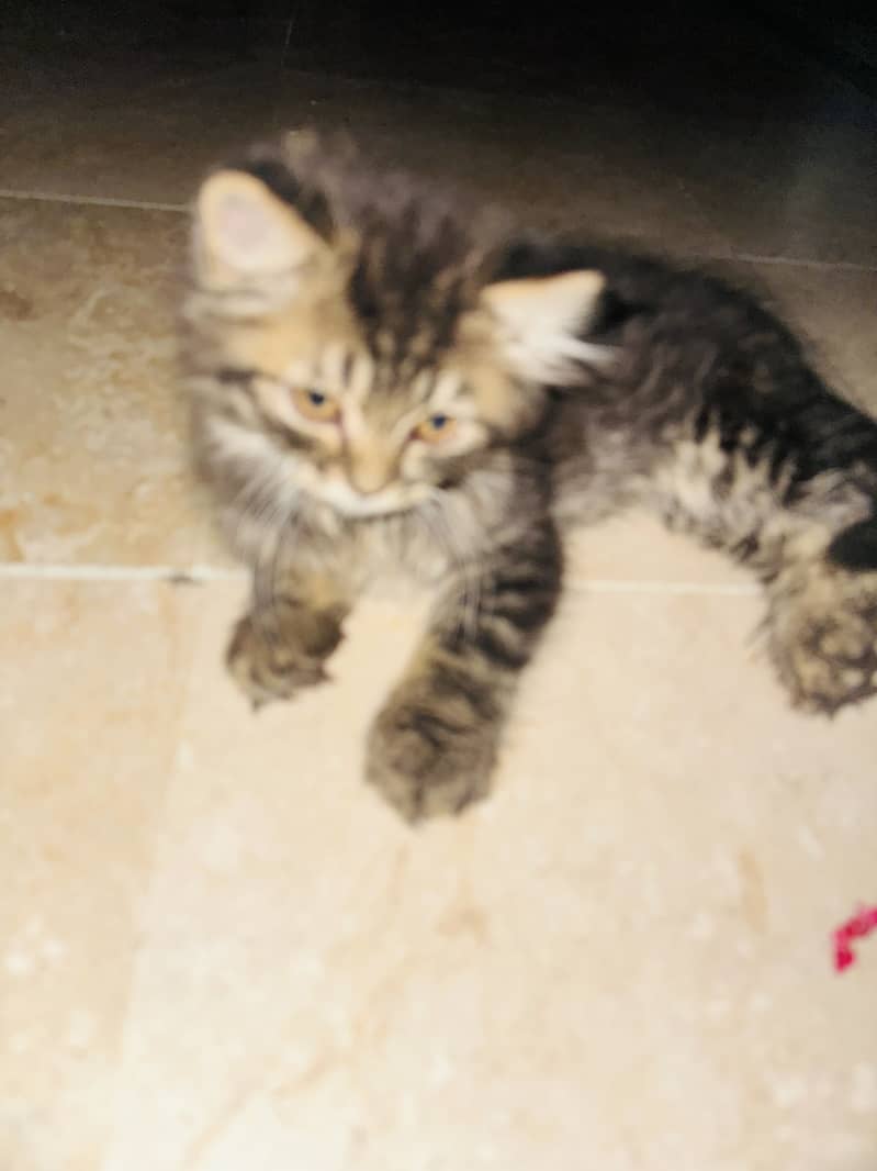 persian 1