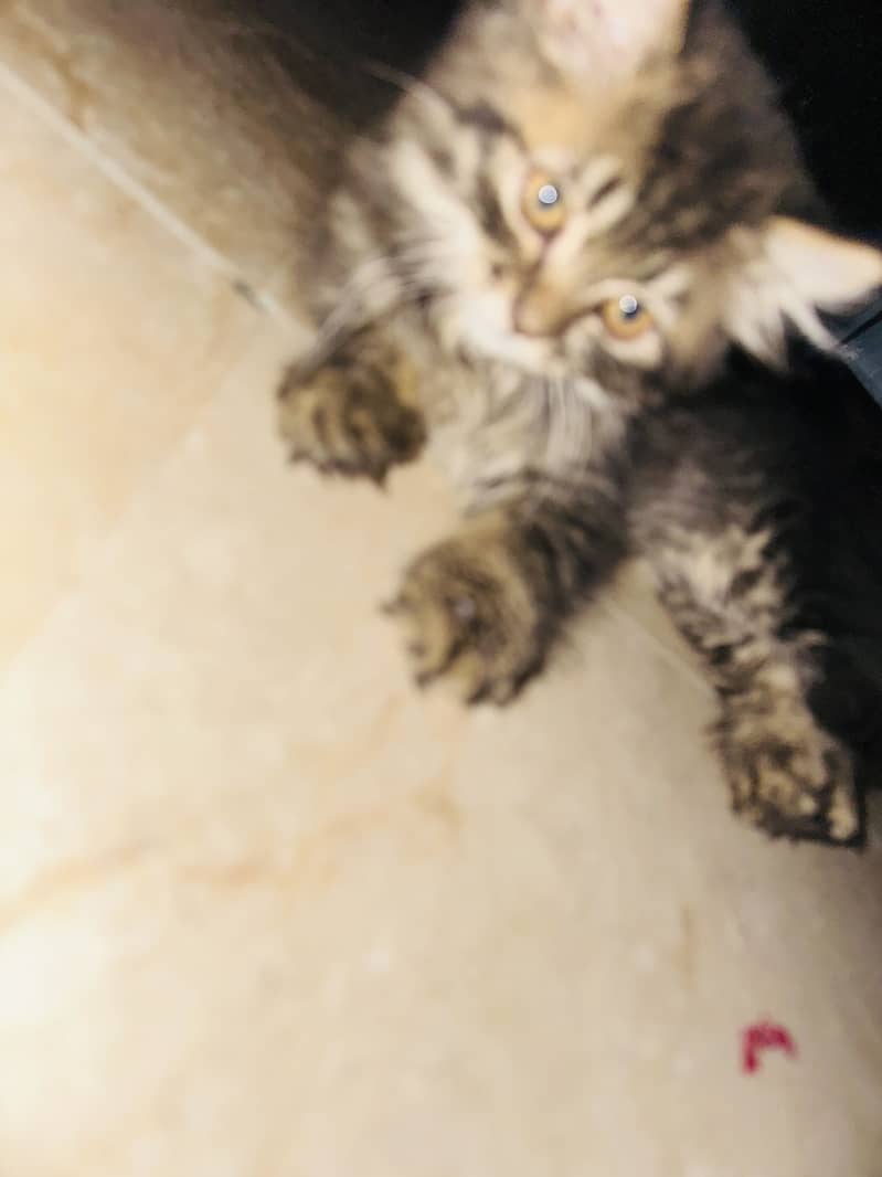 persian 2