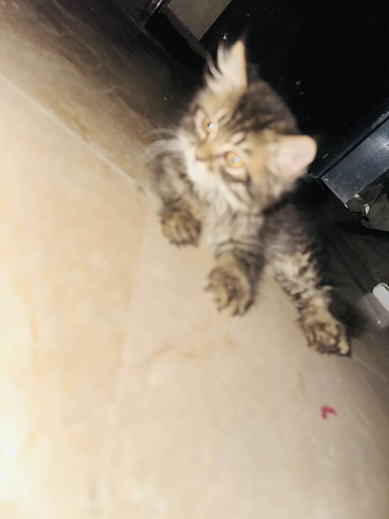 persian 3