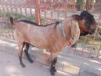 qurbani k Liya Bakra