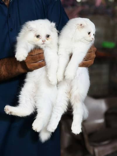 Scottish Fold / Highland Fold