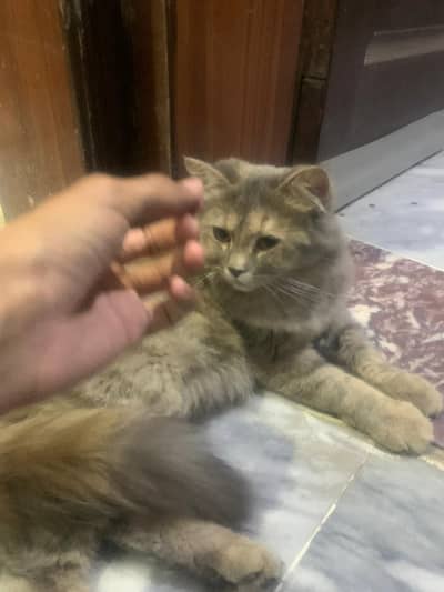 Cat for sale
