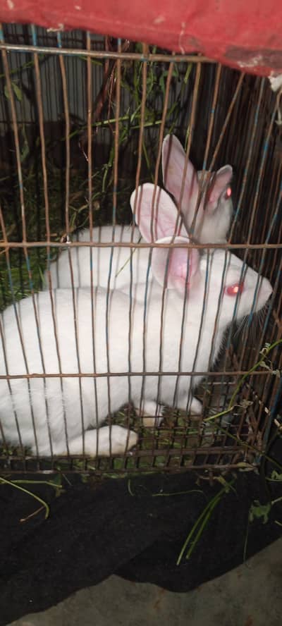 rabbit red eyes pair male and female