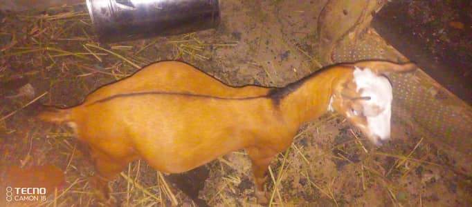 paka Keira tapra
