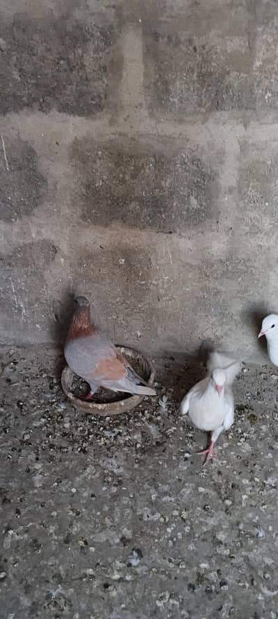 For Sell Mix Peagon  pair bh ha  phatha bh h