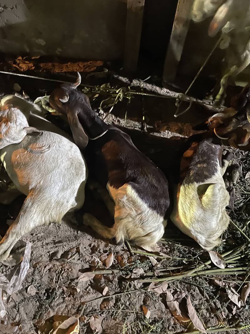 Bakra 0
