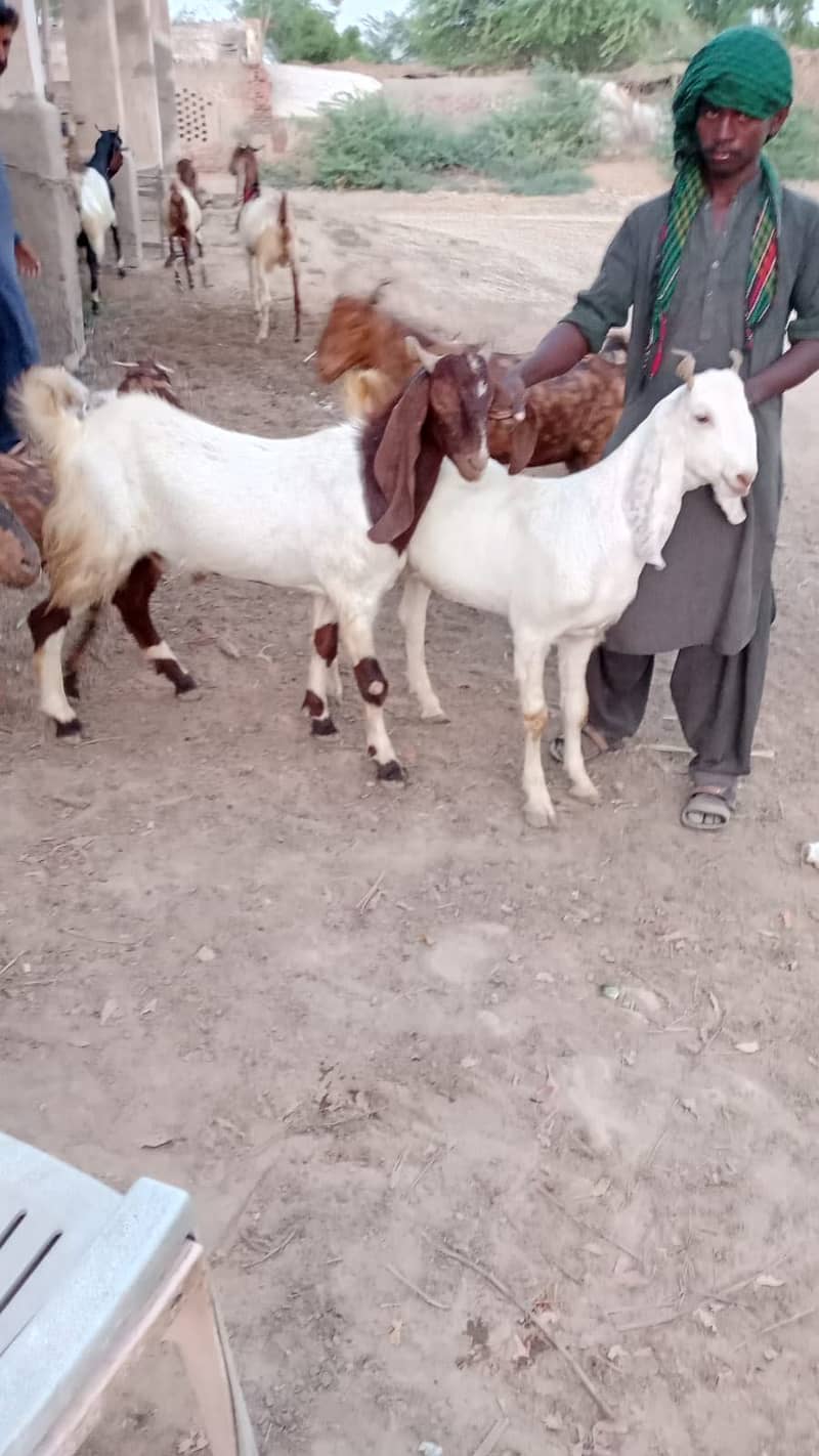 Bakra 1