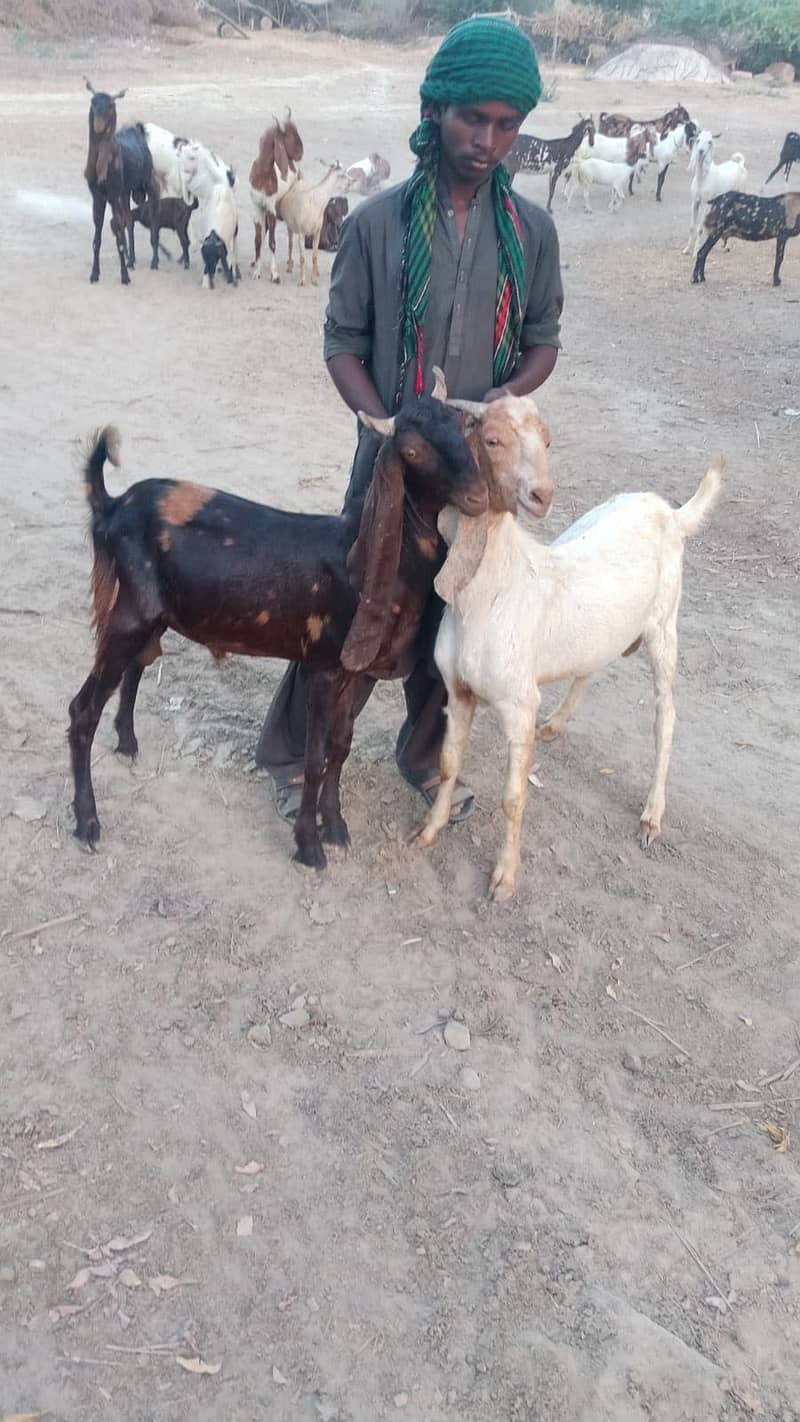 Bakra 2